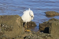 Egretta thula