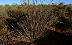 Thamnochortus bachmannii