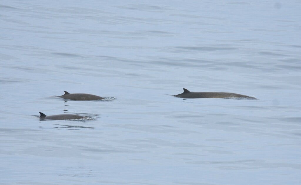 Three strap-toothed whales surfacing together on calm blue water