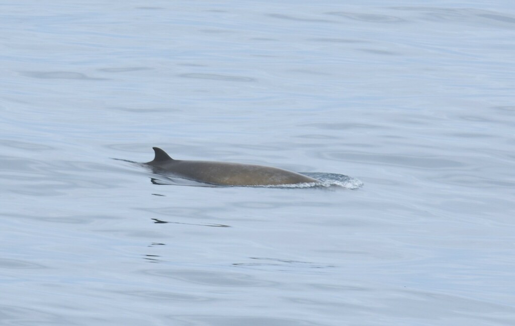 Strap-toothed whale surfacing on calm water with its head and back showing