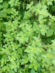 Acanthospermum hispidum