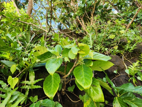 Cyrtandra samoensis observed 2025-03-01