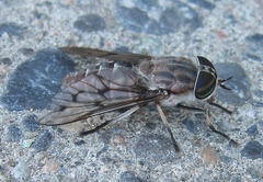 Tabanus reinwardtii