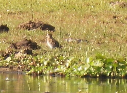 Pin-tailed Snipe (Gallinago stenura), photo 3