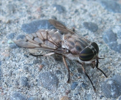 Tabanus reinwardtii