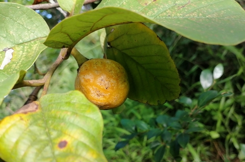 Foto de Araticum-de-terra-fria