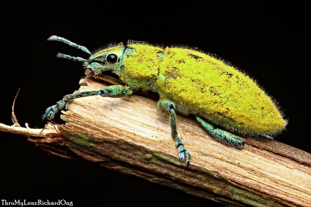 Snout and Bark Beetles