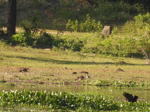 Pin-tailed Snipe (Gallinago stenura), photo 4