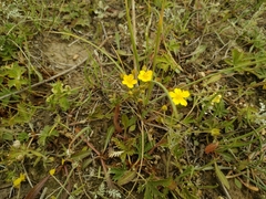 Potentilla virgata
