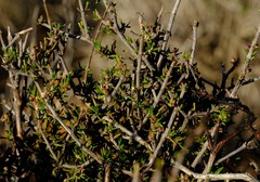 Nenax arenicola