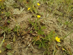 Potentilla virgata