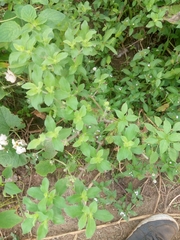 Acanthospermum hispidum