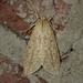 Long-streaked Tussock Moth - Photo (c) John P Friel, some rights reserved (CC BY), uploaded by John P Friel