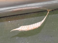 Sinomantis denticulata