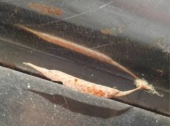 Sinomantis denticulata