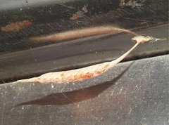 Sinomantis denticulata