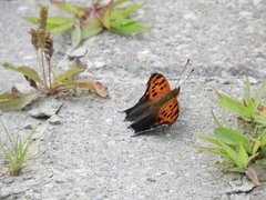 Polygonia interrogationis