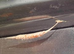 Sinomantis denticulata