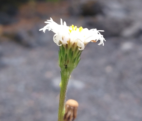 Symphyotrichum vahlii, photograph 4
