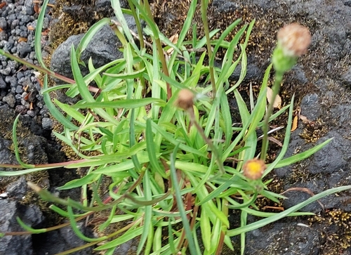 Symphyotrichum vahlii, photograph 5