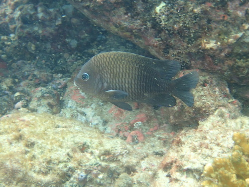 Acapulco damselfish (Stegastes acapulcoensis) — Pomacentridae — 4
