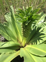 Eucomis autumnalis