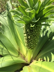 Eucomis autumnalis