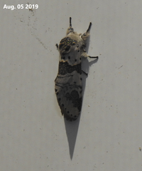 Furcula bicuspis