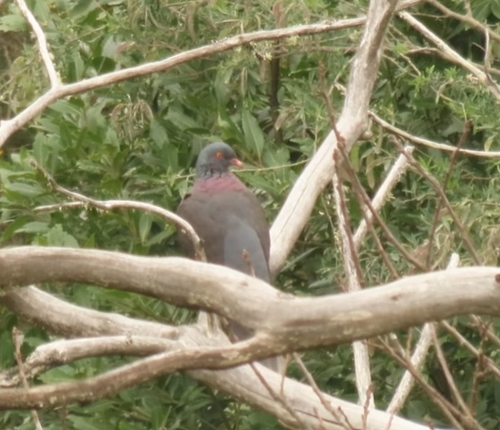 Laurel Pigeon (Columba junoniae), photo 4