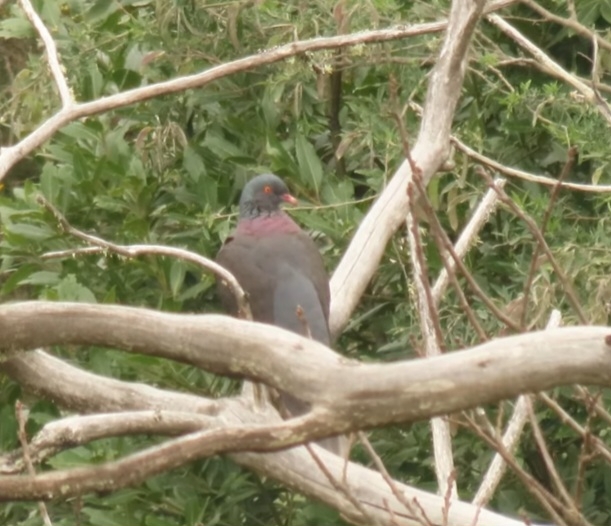 Laurel Pigeon (Columba junoniae), photo 4