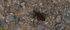 Hygia lativentris