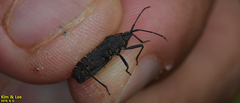 Hygia lativentris