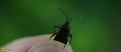 Hygia lativentris