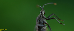 Hygia lativentris