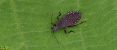 Hygia lativentris