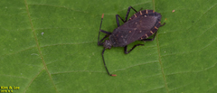 Hygia lativentris