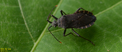 Hygia lativentris