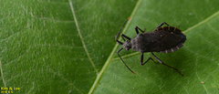 Hygia lativentris