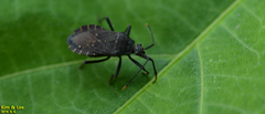 Hygia lativentris
