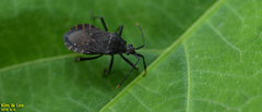 Hygia lativentris