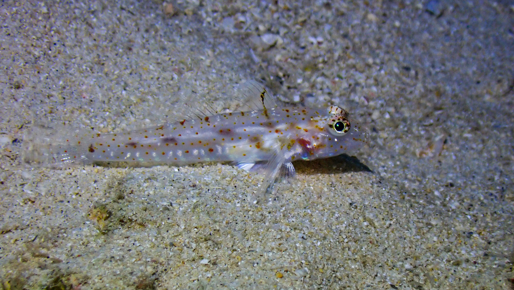 Barenape Goby