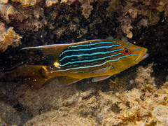 Chinamanfish photo 2