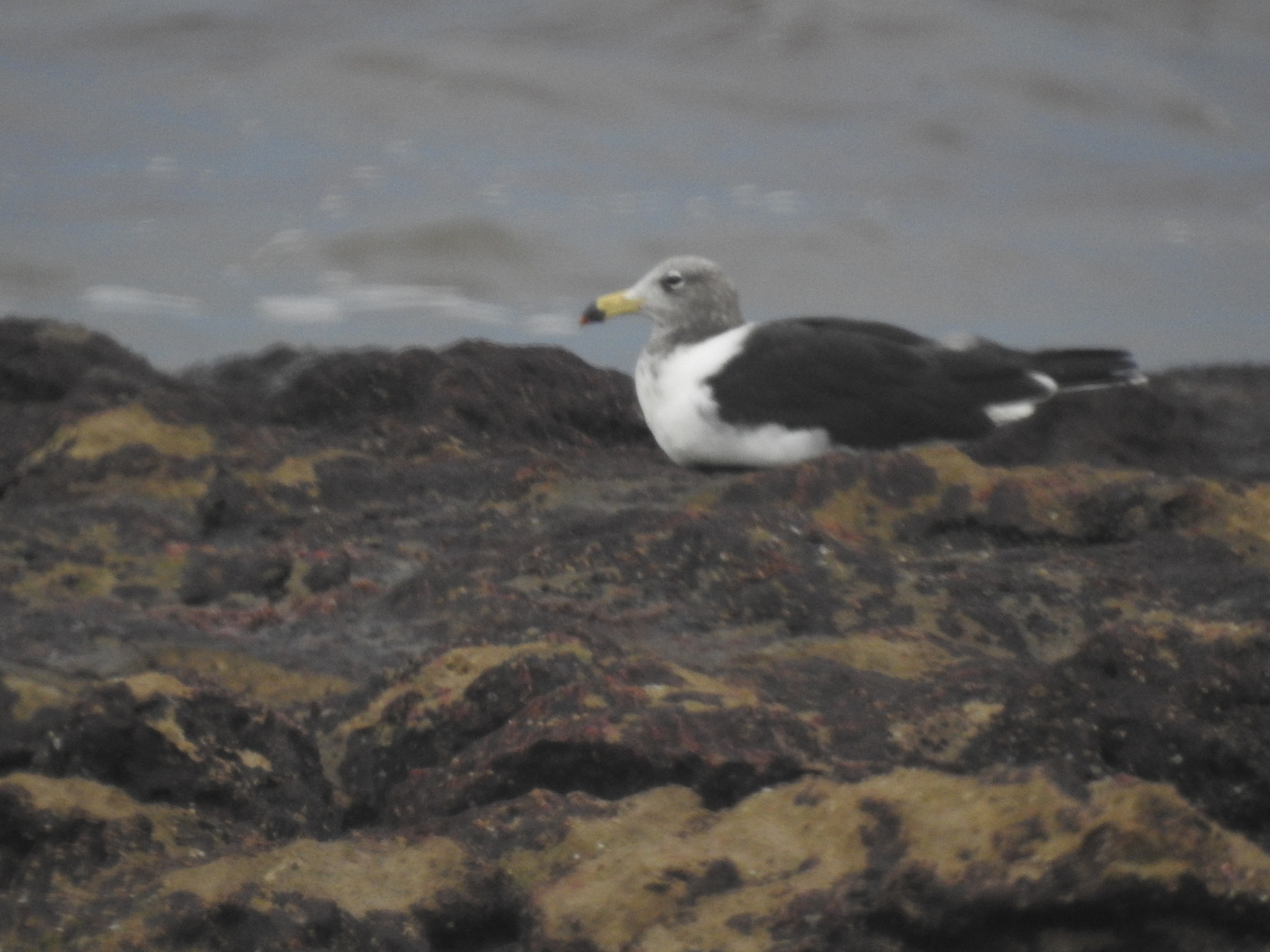 Olrog's Gull (Larus atlanticus), photo 7