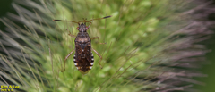 Rhopalus sapporensis