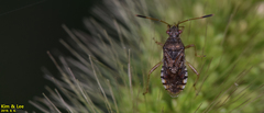 Rhopalus sapporensis