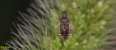 Rhopalus sapporensis
