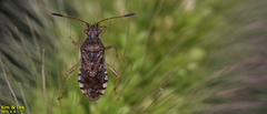 Rhopalus sapporensis