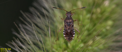 Rhopalus sapporensis