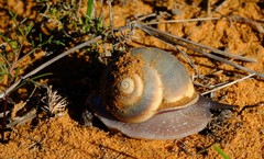 Trigonephrus