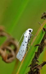 Myelois circumvoluta